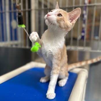 Rescue Domestic Short Hair Cats for Adoption in Riverside, California - June | PetCurious