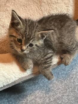 Rescue Tabby Cats for Adoption in Winnipeg, Manitoba - Basil | PetCurious