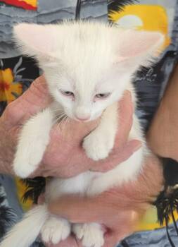 Ditto -  Domestic Medium Hair Cat for Adoption in Mesquite, Nevada - Ditto | PetCurious
