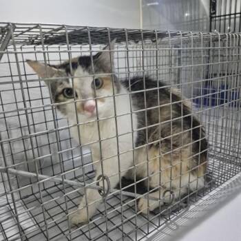 Fb-11/12 D -  Domestic Medium Hair Cat for Adoption in Lawrenceville, Georgia - Fb-11/12 D | PetCurious
