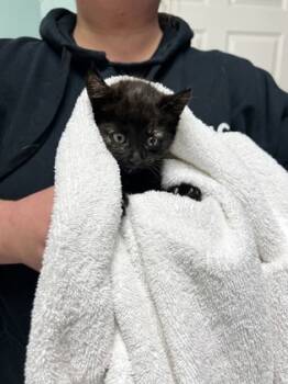 Rescue Domestic Short Hair Cats for Adoption in Harbor Springs, Michigan - Meowgaret | PetCurious