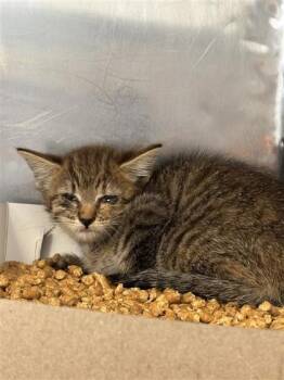 61764093 -  Domestic Short Hair Cat for Adoption in El Paso, Texas - 61764093 | PetCurious