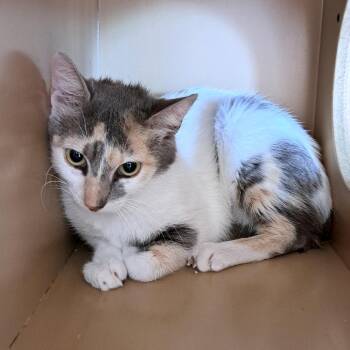 Domestic Short Hair Cats Available for Adoption in Brownsboro, Alabama - Florey | PetCurious