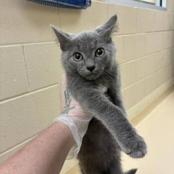 Kevin -  Domestic Short Hair Cat for Adoption in Winston-salem, North Carolina - Kevin | PetCurious