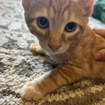 Queso -  Domestic Short Hair Cat for Adoption in Louisville, Kentucky - Queso | PetCurious
