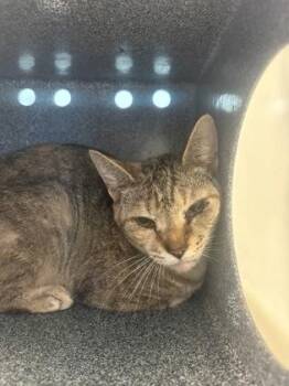 Domestic Short Hair Cats Available for Adoption in Daytona Beach, Florida - Blossum | PetCurious