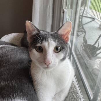 Petal -  Domestic Short Hair Cat for Adoption in Murphysboro, Illinois - Petal | PetCurious