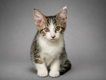 Sherlock -  Domestic Short Hair Cat for Adoption in Bowling Green, Kentucky - Sherlock | PetCurious