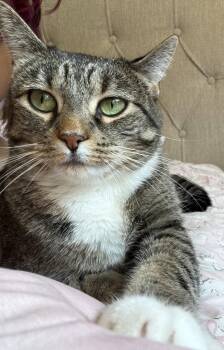 Molly -  Domestic Short Hair Cat for Adoption in Wheaton, Illinois - Molly | PetCurious