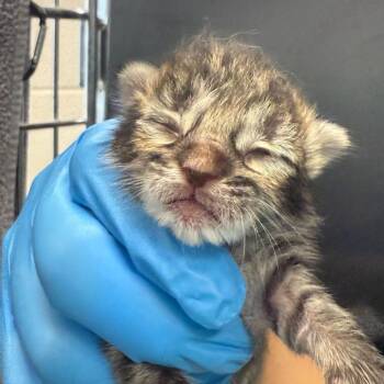 Domestic Short Hair Cats Available for Adoption in San Antonio, Texas - Nabu | PetCurious