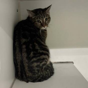 Domestic Short Hair Cats Available for Adoption - FORKLIFT | PetCurious