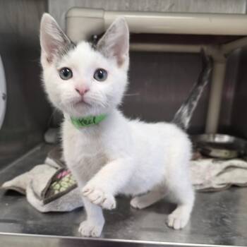 Domestic Short Hair Cats Available for Adoption in Fort Wayne, Indiana - Peep | PetCurious