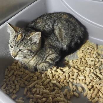Kindle -  Domestic Short Hair Cat for Adoption in Veneta, Oregon - Kindle | PetCurious