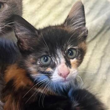 Domestic Short Hair Cats Available for Adoption in Walnut Creek, California - Michelada | PetCurious