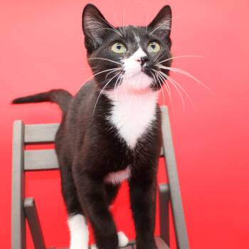 Rescue Domestic Short Hair Cats for Adoption in Martensdale, Iowa - Chevy Chase | PetCurious