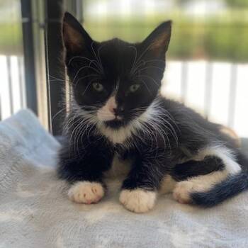 Arizona -  Domestic Short Hair Cat for Adoption in Chesapeake, Virginia - Arizona | PetCurious