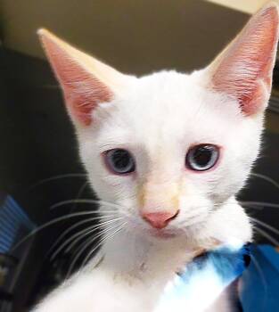 Sandee -  Domestic Short Hair Cat for Adoption in Fort Myers, Florida - Sandee | PetCurious