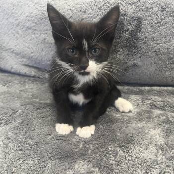 Alexander -  Domestic Short Hair Cat for Adoption in West Palm Beach, Florida - Alexander | PetCurious