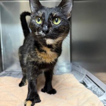 Domestic Short Hair Cats Available for Adoption - Petrie | PetCurious