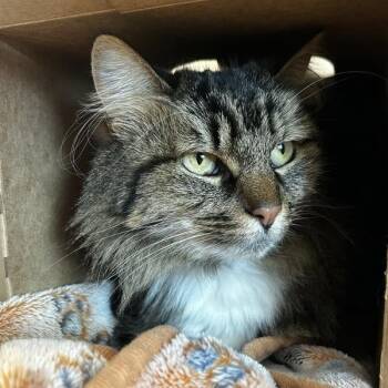 Domestic Long Hair Cats Available for Adoption - Mimi | PetCurious