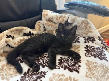 Velvet -  Domestic Medium Hair Cat Available for Adoption in Gilroy, California - Velvet | PetCurious