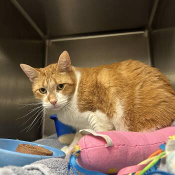 Domestic Short Hair Cats Available for Adoption - Diesel  | PetCurious