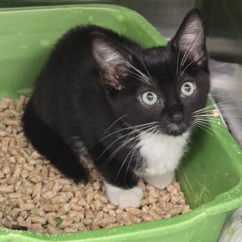 Arugula -  Domestic Short Hair Cat for Adoption in Clavet, Saskatchewan - Arugula | PetCurious