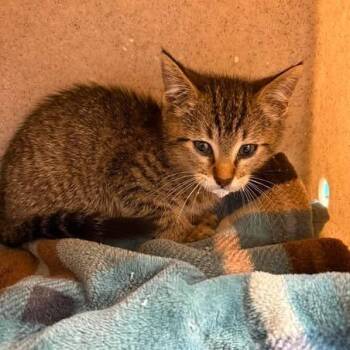 Manix 26-06-074 -  Domestic Short Hair Cat for Adoption in Bastrop, Texas - Manix 26-06-074 | PetCurious