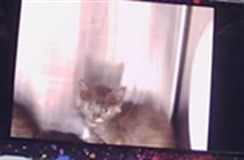 DAPHNE -  Domestic Short Hair Cat for Adoption in Charlotte, North Carolina - DAPHNE | PetCurious