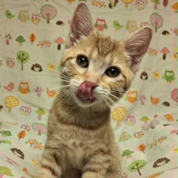 Chickie (In Foster) -  Domestic Short Hair Cat for Adoption in Watertown, Wisconsin - Chickie (In Foster) | PetCurious