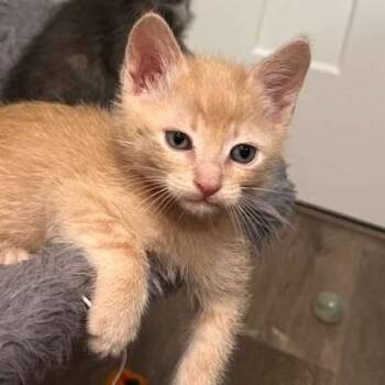 Mr Howell (red) -  Domestic Short Hair Cat Available for Adoption in Talent, Oregon - Mr Howell (red) | PetCurious
