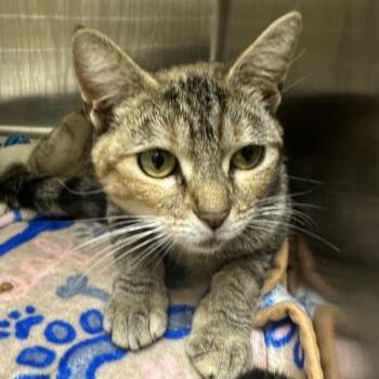 Domestic Medium Hair Cats Available for Adoption in Chapel Hill, North Carolina - Sundae | PetCurious