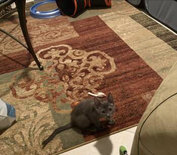 Steel -  Russian Blue Cat for Adoption in Boynton Beach, Florida - Steel | PetCurious