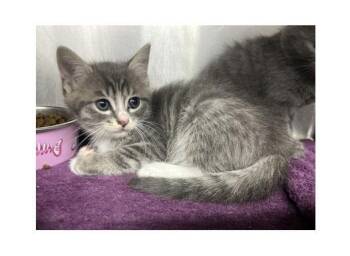 Doodlebug -  Domestic Short Hair Cat for Adoption in Watkinsville, Georgia - Doodlebug | PetCurious
