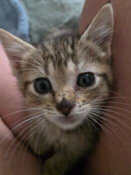 Rescue Domestic Short Hair Cats for Adoption in Fort Myers, Florida - Pumpkin | PetCurious