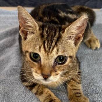 Domestic Short Hair Cats Available for Adoption - Siouxsie | PetCurious