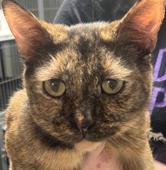 Bubble -  Domestic Short Hair Cat Available for Adoption in Saginaw, Michigan - Bubble | PetCurious