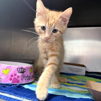 Tugboat -  Domestic Short Hair Cat Available for Adoption in Melrose, Florida - Tugboat | PetCurious