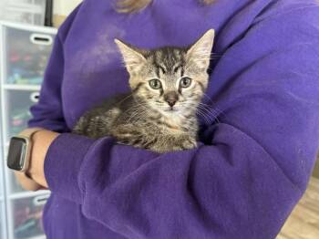 Bean -  Domestic Short Hair Cat for Adoption - Bean | PetCurious