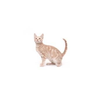 Hughes -  Domestic Medium Hair Cat for Adoption in Los Angeles, California - Hughes | PetCurious