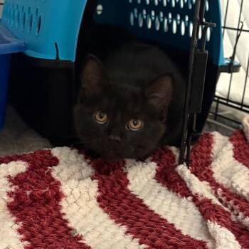 Zen (26-3Z-3) -  Domestic Short Hair Cat for Adoption in Rifle, Colorado - Zen (26-3Z-3) | PetCurious