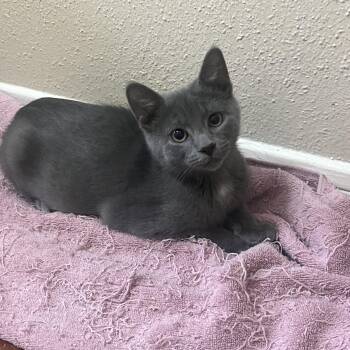 Brioche -  Russian Blue and Domestic Short Hair Cat for Adoption in Houston, Texas - Brioche | PetCurious