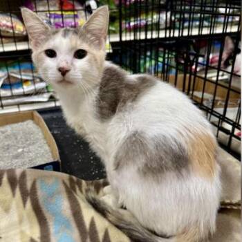 Peach -  Domestic Short Hair Cat Available for Adoption in NEW PT RICHEY, Florida - Peach | PetCurious