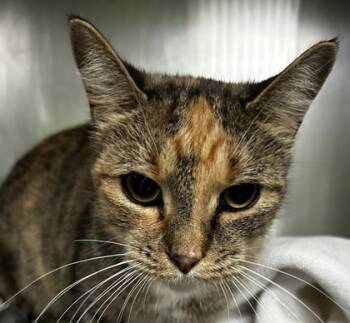 Rescue Domestic Short Hair Cats for Adoption in Spartanburg, South Carolina - Skittles | PetCurious