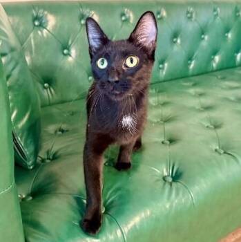 Oreo Nightshade Sweet -  Domestic Short Hair Cat for Adoption in Friendswood, Texas - Oreo Nightshade Sweet | PetCurious