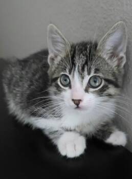 Domestic Short Hair and Tabby Cats Available for Adoption in Campbell, California - Gorgonzola | PetCurious