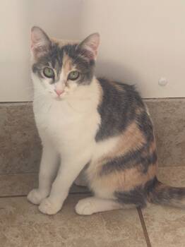 Rescue Domestic Short Hair Cats for Adoption in Grand Junction, Colorado - Parfait | PetCurious