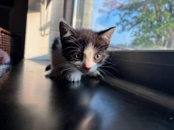 Ceechynaa -  Domestic Short Hair Cat for Adoption in West Chester, Pennsylvania - Ceechynaa | PetCurious