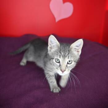 Domestic Short Hair Cats Available for Adoption - Kit Kat | PetCurious