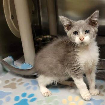 Auryn -  Domestic Short Hair Cat for Adoption in Columbia, Missouri - Auryn | PetCurious